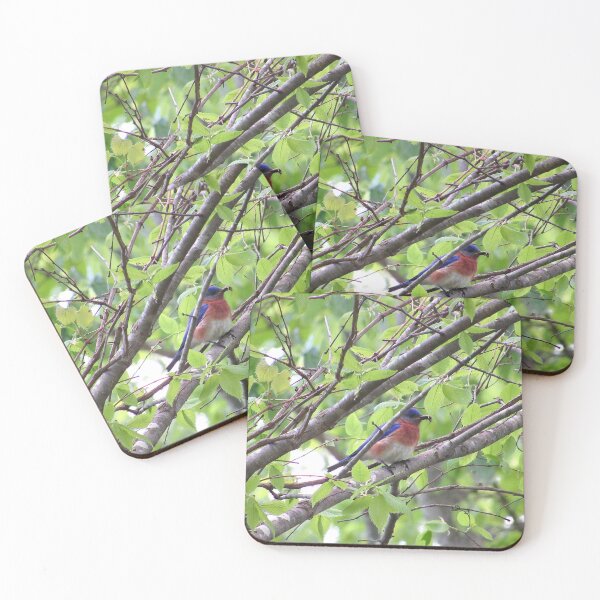 Item preview, Eastern Bluebird designed and sold by laceyyyann34.