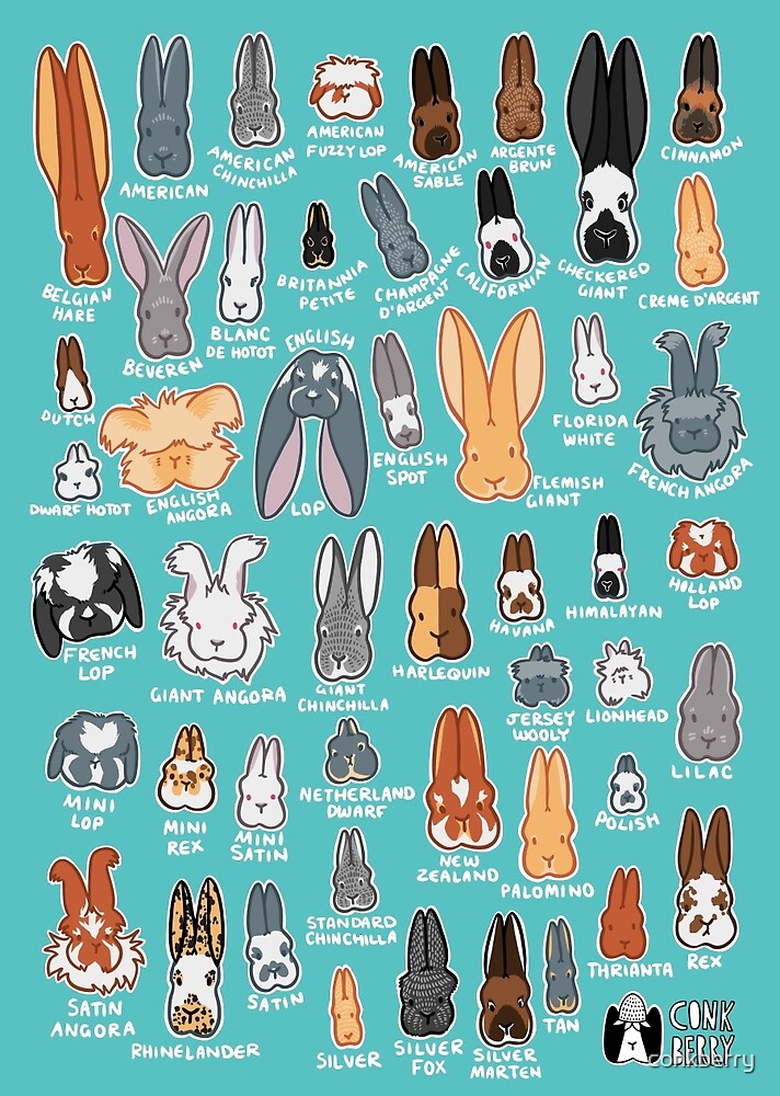 "Who's Your Bunny Show Rabbit Breeds Textile Angora Holland Lop