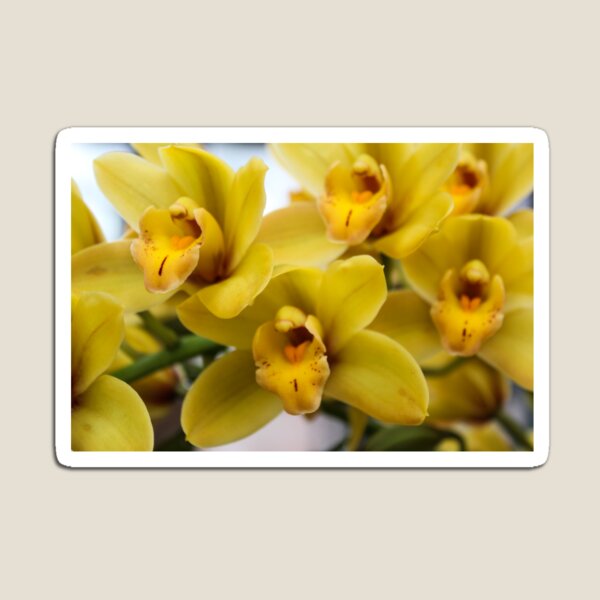Item preview, Yellow Orchids designed and sold by 2Canons.