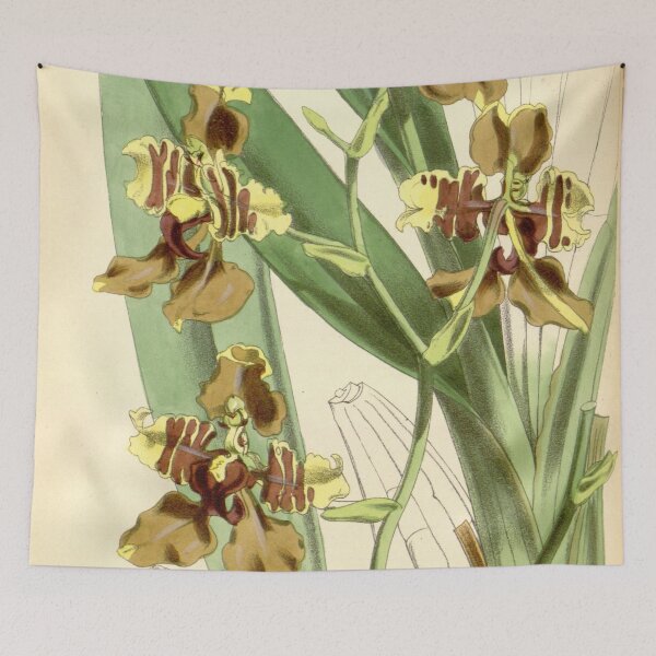 Item preview, Cyrtochilum halteratum (as Oncidium superbiens) Curtis' 98 (Ser. 3 no. 28) pl. 5980 (1872) designed and sold by EsotericBotanic.