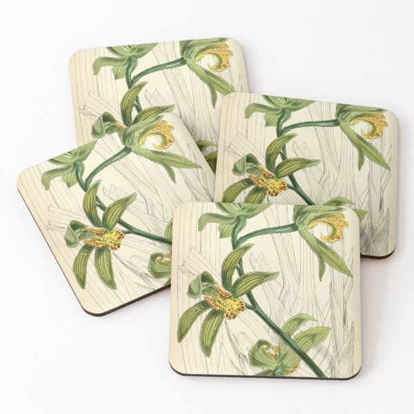 Item preview, Cymbidium iridioides (as Cymbidium giganteum Wall. ex Lindl.) Curtis' 81 (Ser. 3 no. 11) pl. 4844 (1855) designed and sold by EsotericBotanic.