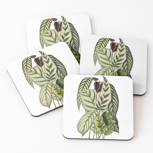Item preview, Assorted Prayer plants - Belgique horticole, journal des jardins et des vergers - Botanical Illustration designed and sold by chimakingthings.