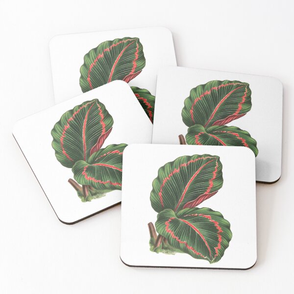 Item preview, Calathea roseopicta - Rothschild designed and sold by chimakingthings.