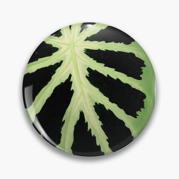 Item preview, Colocasia affinis ‘Jenningsii’ - Rothschild - Botanical Illustration designed and sold by chimakingthings.