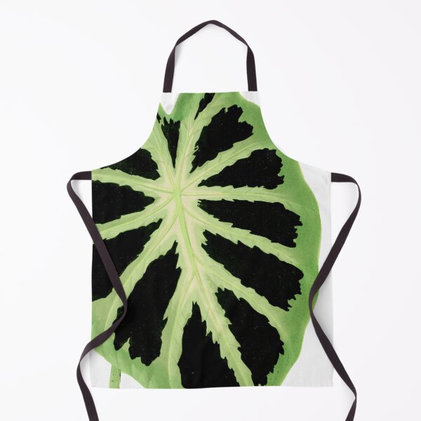 Item preview, Colocasia affinis ‘Jenningsii’ - Rothschild - Botanical Illustration designed and sold by chimakingthings.