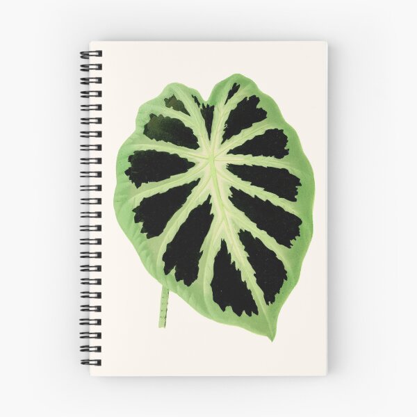 Item preview, Colocasia affinis ‘Jenningsii’ - Rothschild - Botanical Illustration designed and sold by chimakingthings.