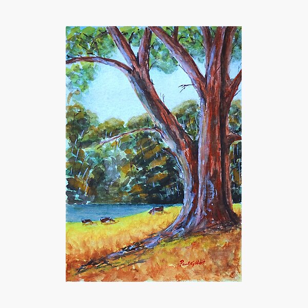 Gum Tree in NSW Photographic Print