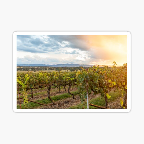 Item preview, Sunset over a vineyard in Mudgee wine region designed and sold by Martin Berry Photography.