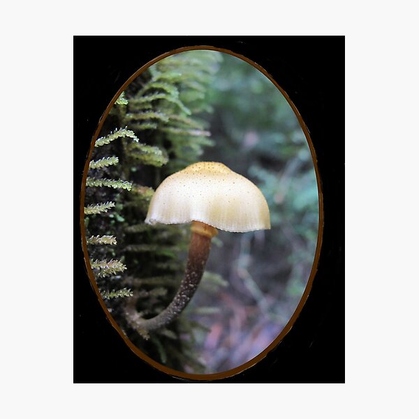 Photographic Print