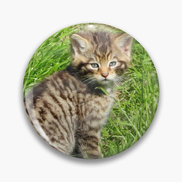 Item preview, A Gorgeous Scottish Wildcat Kitten designed and sold by Karen Thomson.