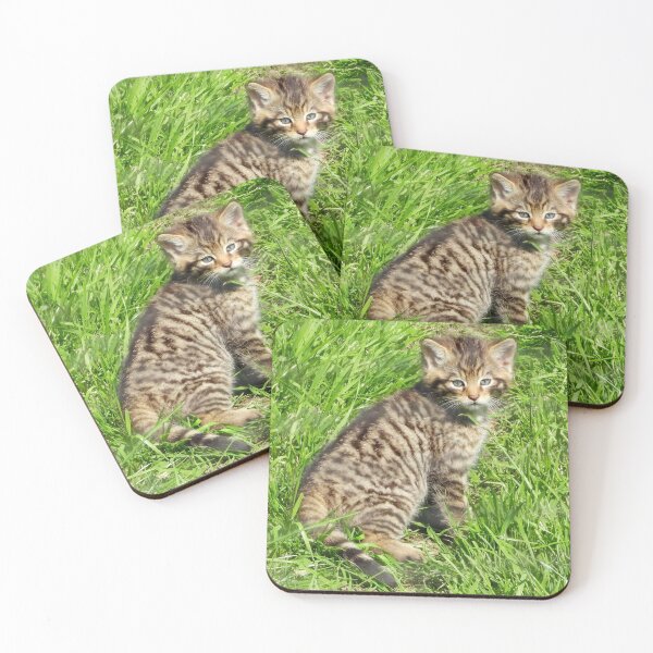 Item preview, A Gorgeous Scottish Wildcat Kitten designed and sold by Karen Thomson.