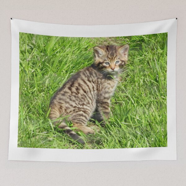 Item preview, A Gorgeous Scottish Wildcat Kitten designed and sold by Karen Thomson.