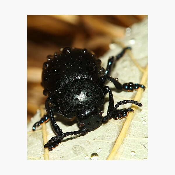 Item preview, Bloody nose beetle in the rain. designed and sold by JanSmithPics.