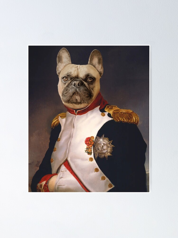 Pin on Roxy the French Bulldog Costumes