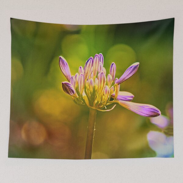 Aperçu de l'œuvre Agapanthus Lily of the Nile Flower Floraison créée et vendue par Anna Lemos.