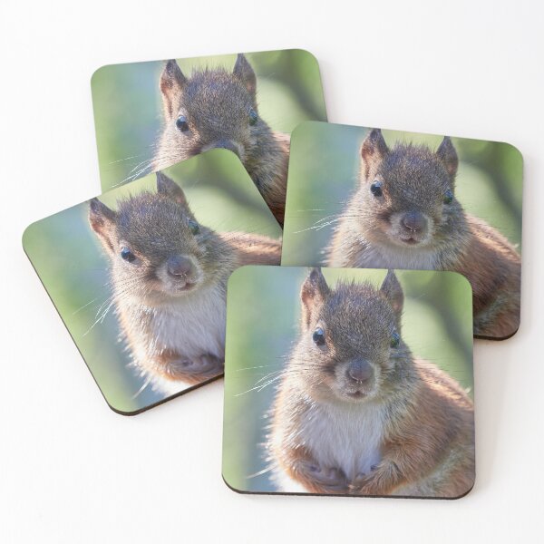 Item preview, Wet face day. Eurasian red squirrel designed and sold by Jouko Lehto Photography.