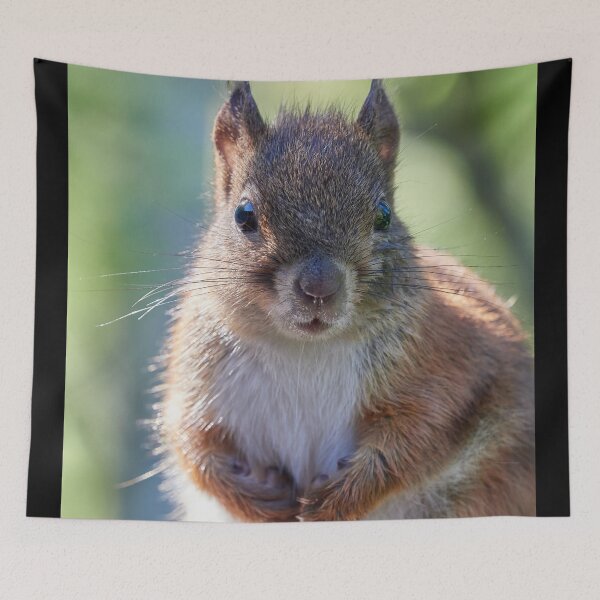 Item preview, Wet face day. Eurasian red squirrel designed and sold by Jouko Lehto Photography.