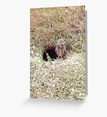 Burrowing owl Greeting Card