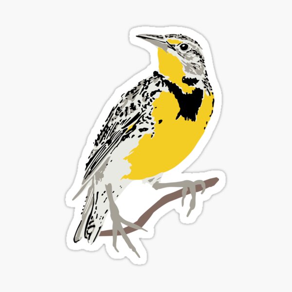 Western Meadowlark png images  PNGEgg