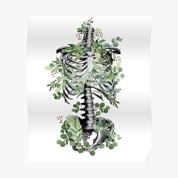 Botanical anatomy, rib cage, pelvis, eucalyptus leaves floral skeleton Poster