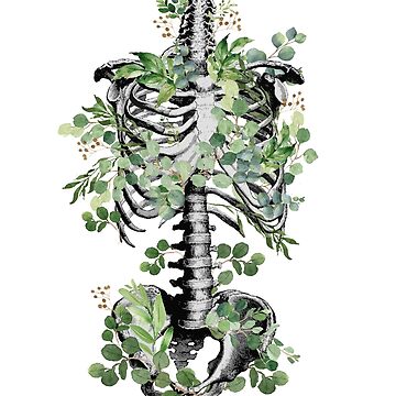 Artwork thumbnail, Botanical anatomy, rib cage, pelvis, eucalyptus leaves floral skeleton by Collagedream