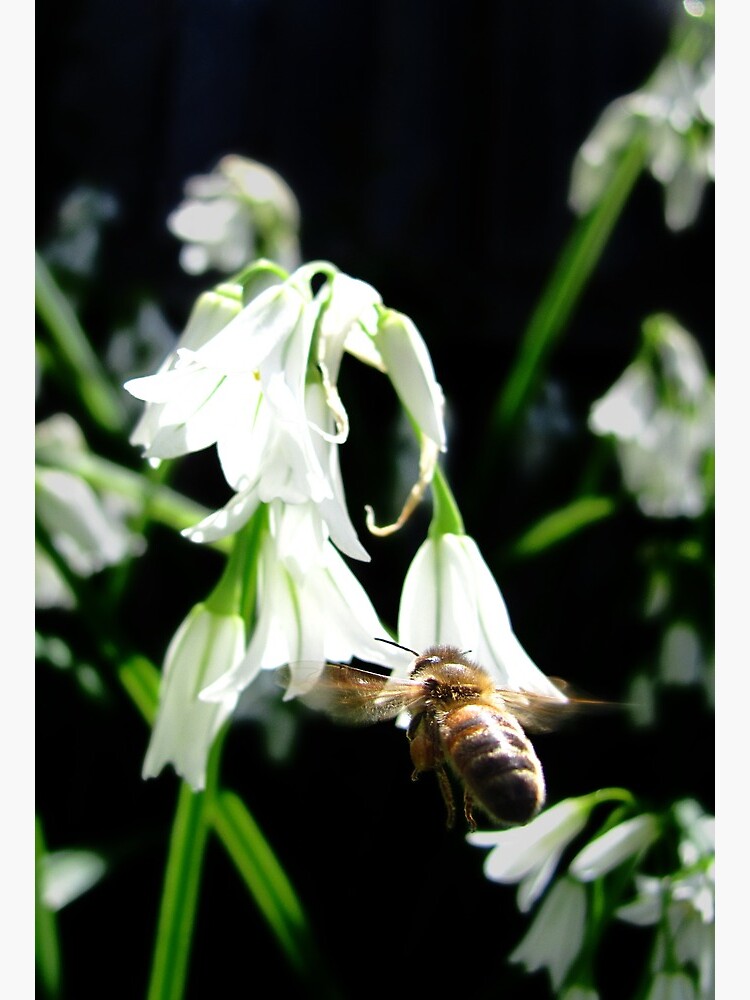 Hovering Bee by Cheeseness