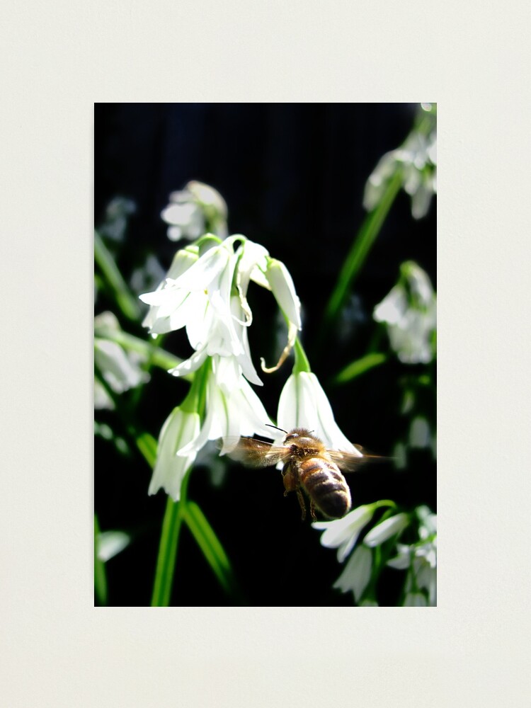 Alternate view of Hovering Bee Photographic Print