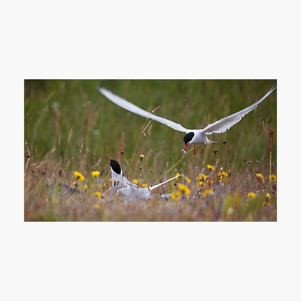 Arctic terns, Eastern Iceland Photographic Print