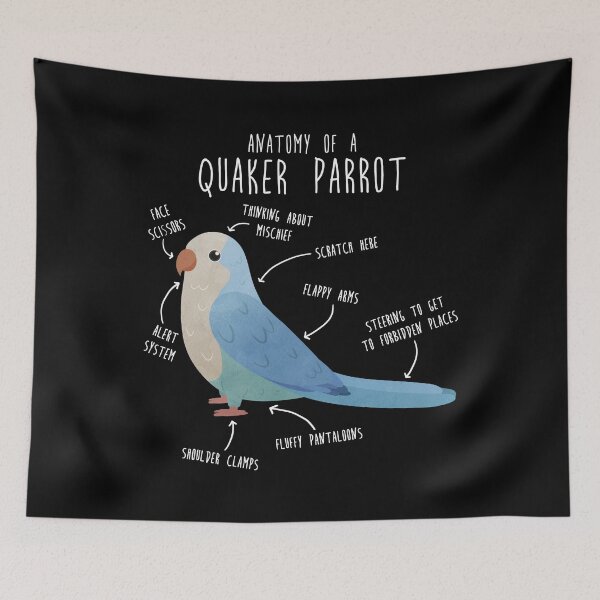 Item preview, Blue Quaker Anatomy designed and sold by Clara Hollins.