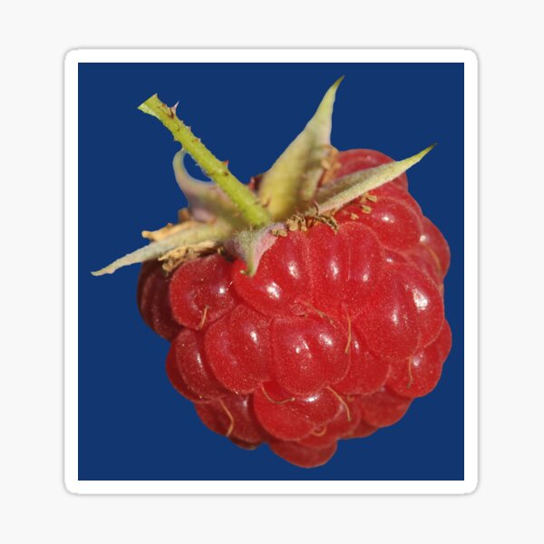 Artikel-Vorschau von Himbeeren, designt und verkauft von quentinjlang.
