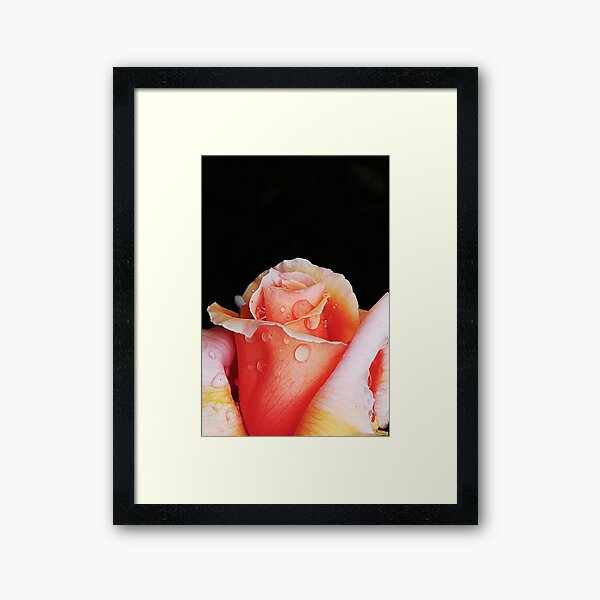 Raindrops on Roses Framed Art Print