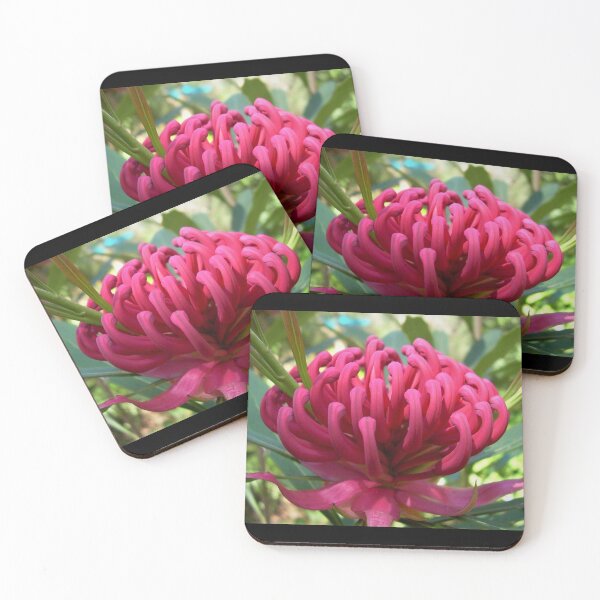 Item preview, Waratah (Telopea), NSW, Australia designed and sold by Cobargo South Coast.