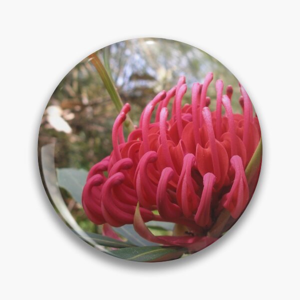 Item preview, Waratah (Telopea), NSW, Australia designed and sold by Cobargo South Coast.
