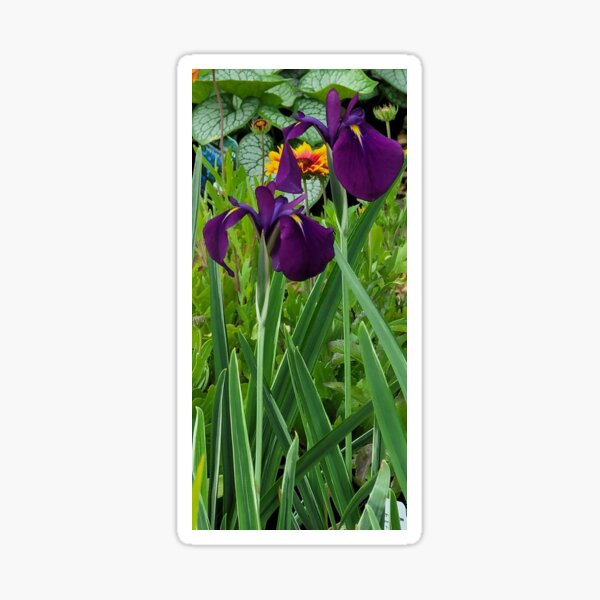 Item preview, Iris Splendor designed and sold by cgray1221.