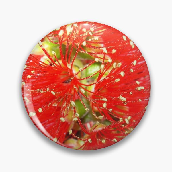 Item preview, Bottle Brush (Callistemon), NSW, Australia designed and sold by Cobargo South Coast.