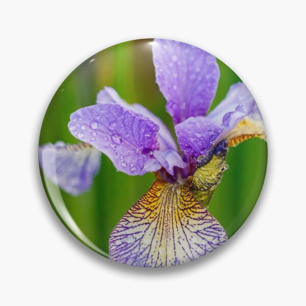 Item preview, Blue Siberian Iris designed and sold by jillianbutolphphoto.