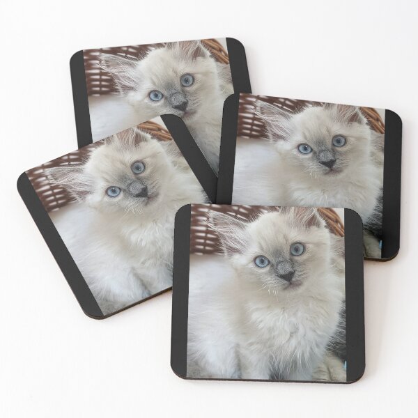 Item preview, Copy of Ragdoll kitten designed and sold by Fluffycat2020.