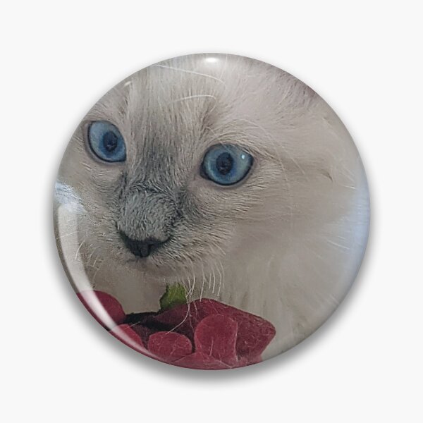 Item preview, Copy of Ragdoll kitten designed and sold by Fluffycat2020.