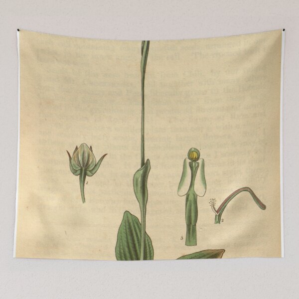 Item preview, Pterostylis nutans Curtis' 58 (N.S. 5) pl.3085 (1831) designed and sold by EsotericBotanic.