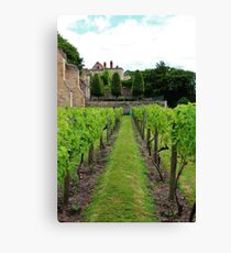 Vineyard Canvas Print