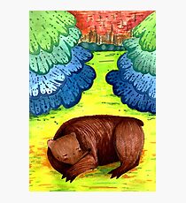 Sleeping Bear Photographic Print