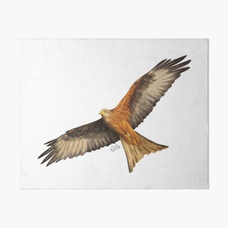 Red Kite Art Board Print