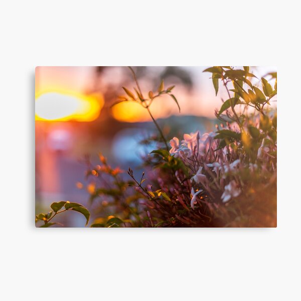 Sunset and flowers close up Metal Print