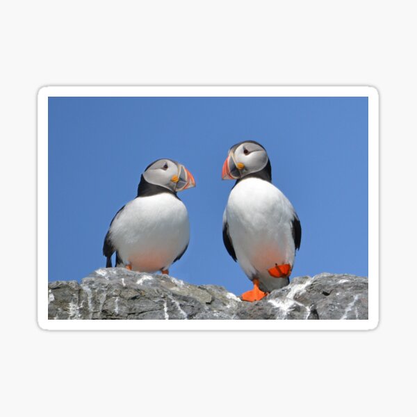 Item preview, Puffin Pair designed and sold by ClaireChown.