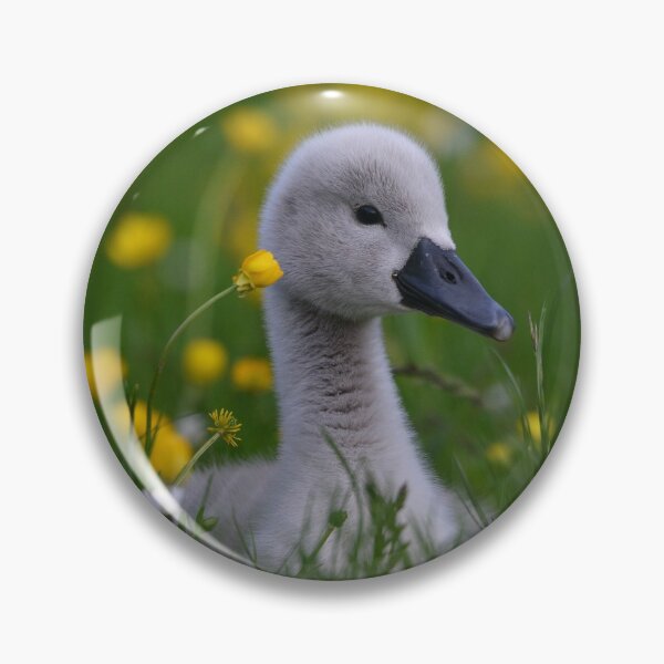 Item preview, Cygnet Amongst The Buttercups designed and sold by ClaireChown.