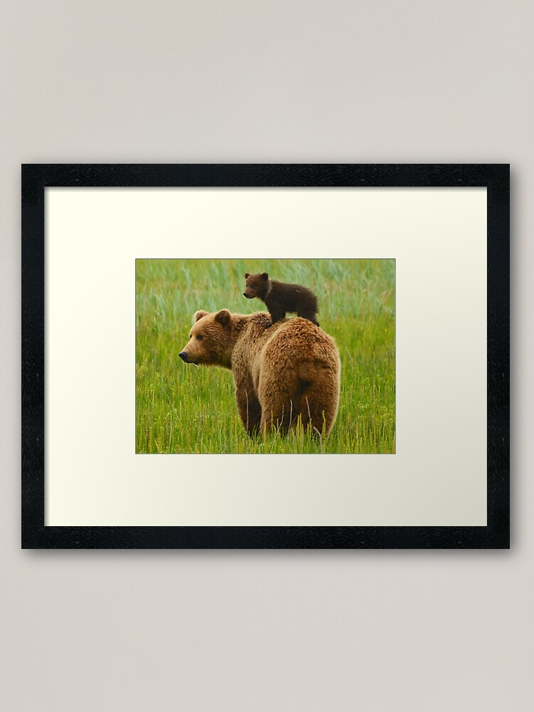 " Grizzly Bear canvas,Grizzly Bear,animal, animals,Grizzly Bear wall