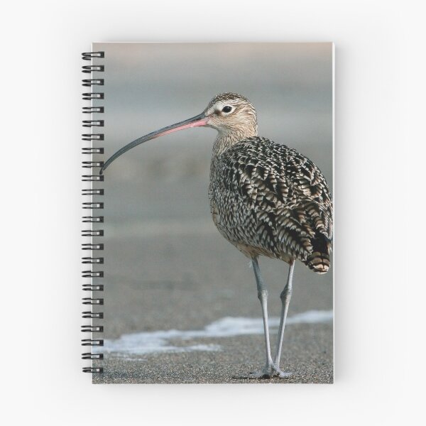 Item preview, Long-billed Curlew designed and sold by adjohnson.
