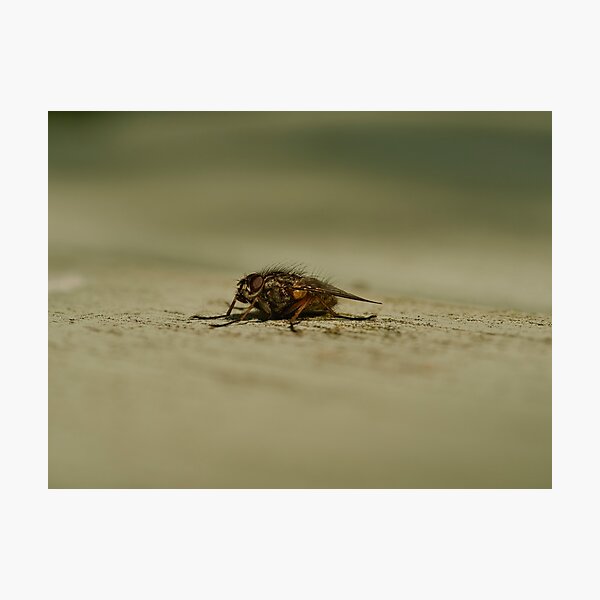 Item preview, The Fly designed and sold by vaska00762.