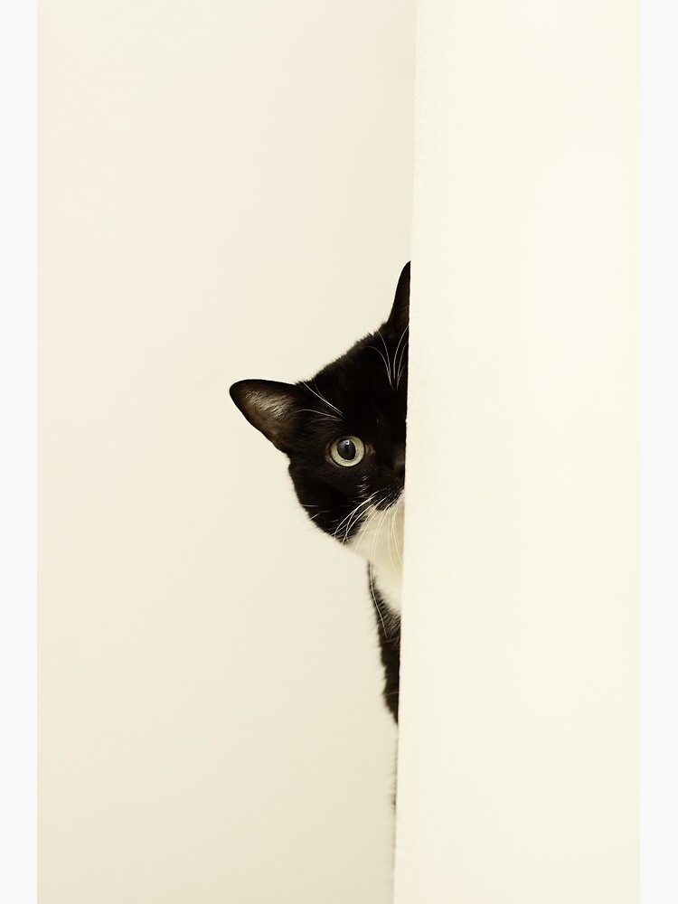 peek a boo canvas sneakers