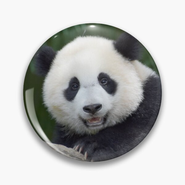 Item preview, Baby Panda Xiao Qi Ji at the National Zoo designed and sold by Zoo and Nature Photography by Karie.